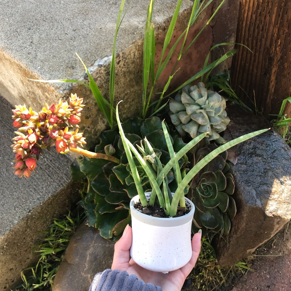 Live Sansevieria snake plant alive houseplant